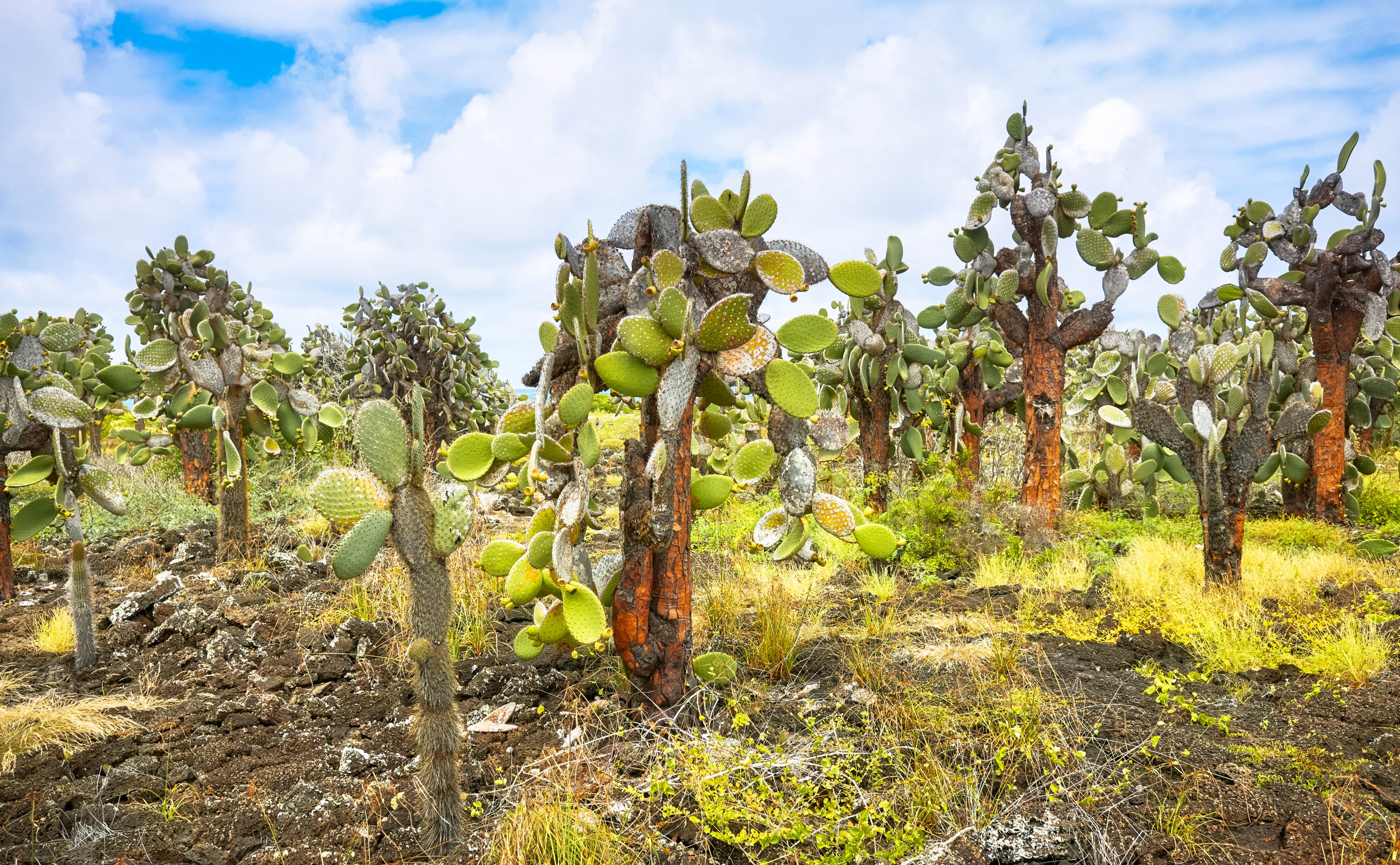 Galápagos von Insel zu Insel - Insel San Cristobal - Opuntiengarten - Tagesfoto