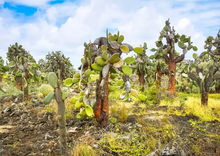 Galápagos von Insel zu Insel - Insel San Cristobal - Opuntiengarten - Tagesfoto