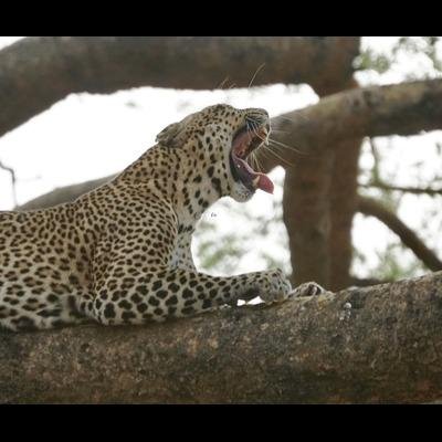 Tanzania Safari & Kilimanjaro Trekking - Full-Day Game Drive in Serengeti National Park - a427cf6ac20449f578367160f7758048