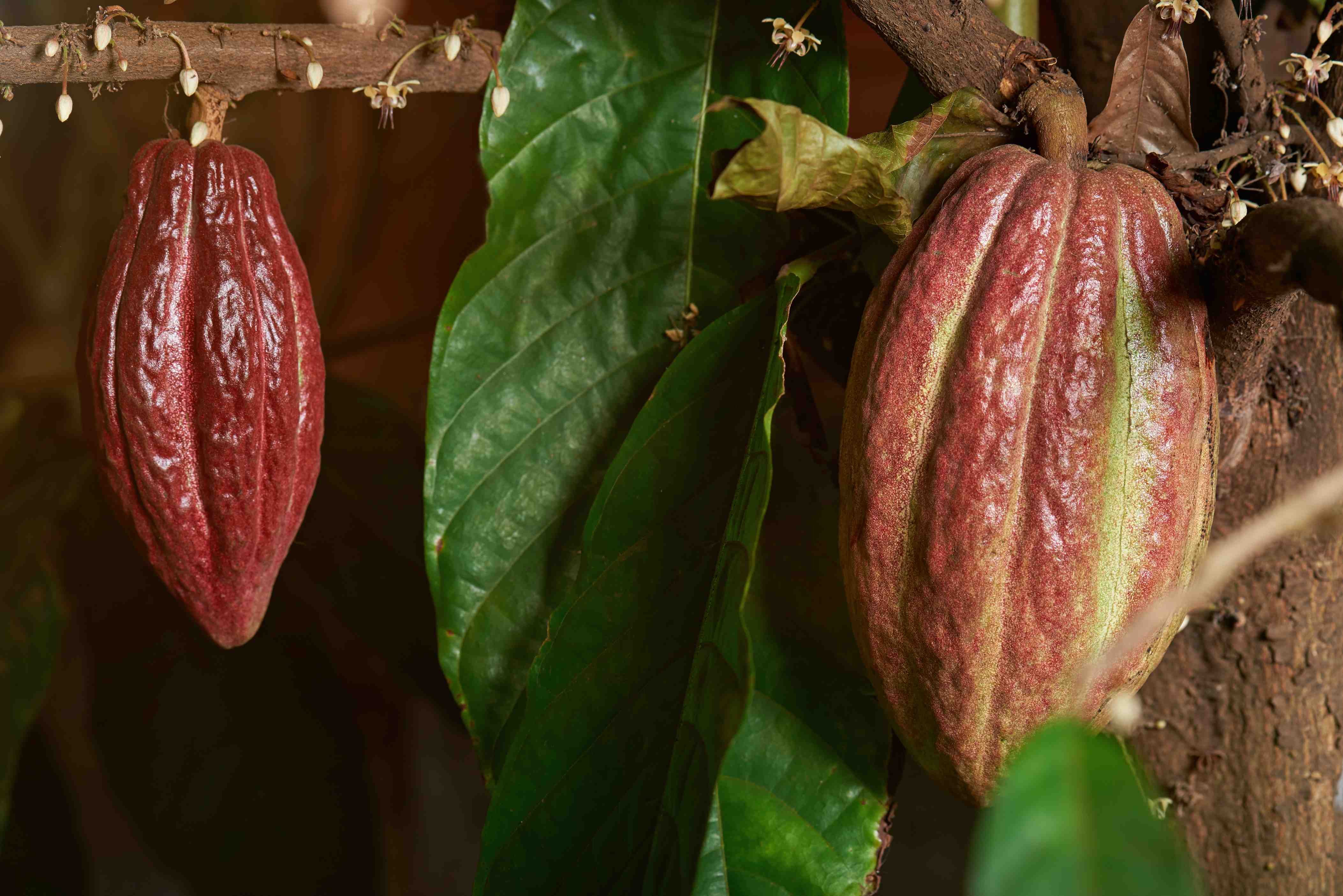 Viaje en familia a Nicaragua - La isla volcánica de Ometepe - L'ile volcanique d'Ometepe