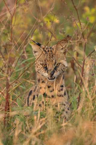 The Classic Northern Circuit Safari Experience