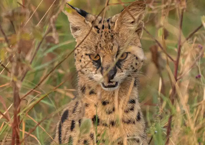 The Classic Northern Circuit Safari Experience - Serengeti to Ngorongoro Crater - Photo of the day
