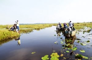 Safari de avistamiento de aves de 1 día: Pantano de papiro de Mabamba y cigüeña picozapato - Un día de avistamiento de picozapato en el pantano de Mabamba - Foto del día