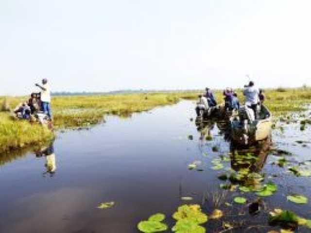 Safari d'observation des oiseaux d'1 jour : Marais de papyrus de Mabamba & Bec-en-sabot du Nil