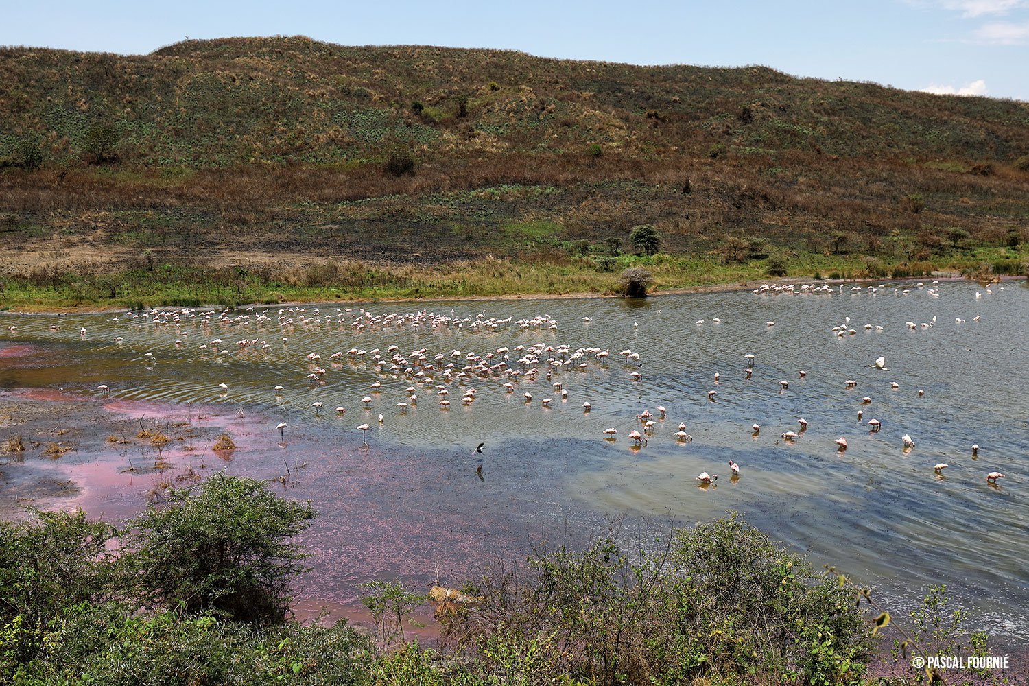 Safari Serengeti-Ndutu Migration - Arusha-Nationalpark - Flamants au lac Momella