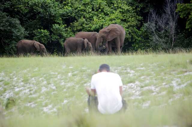Experiência com Gorilas das Terras Baixas em África: Último Éden "GABÃO"