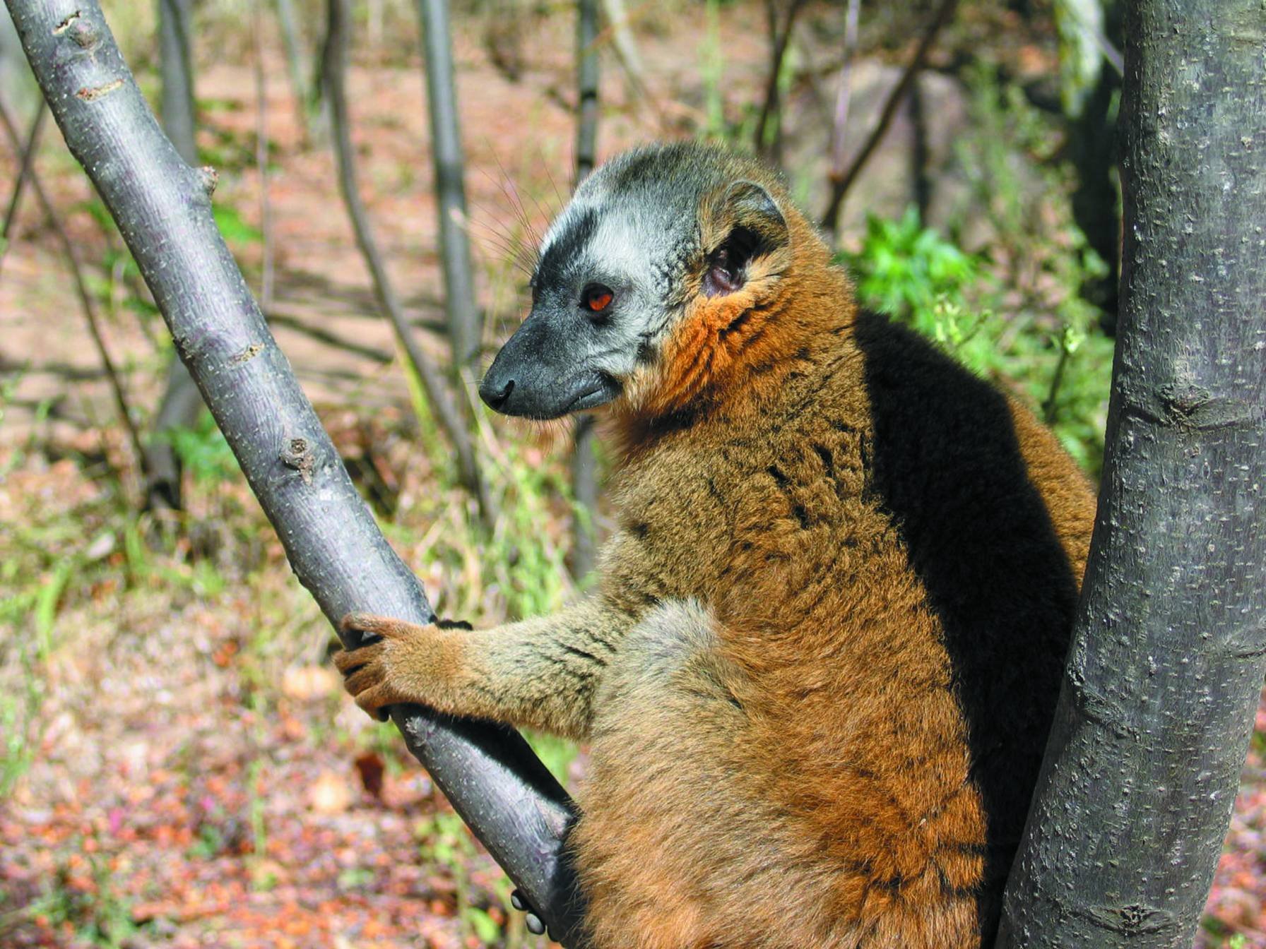 Le Grand Sud de Madagascar - Andasibe - Andasibe