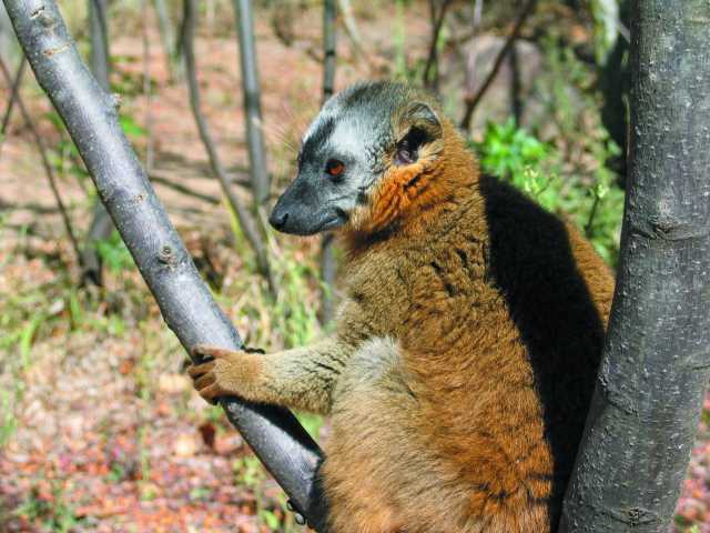 O Grande Sul de Madagascar