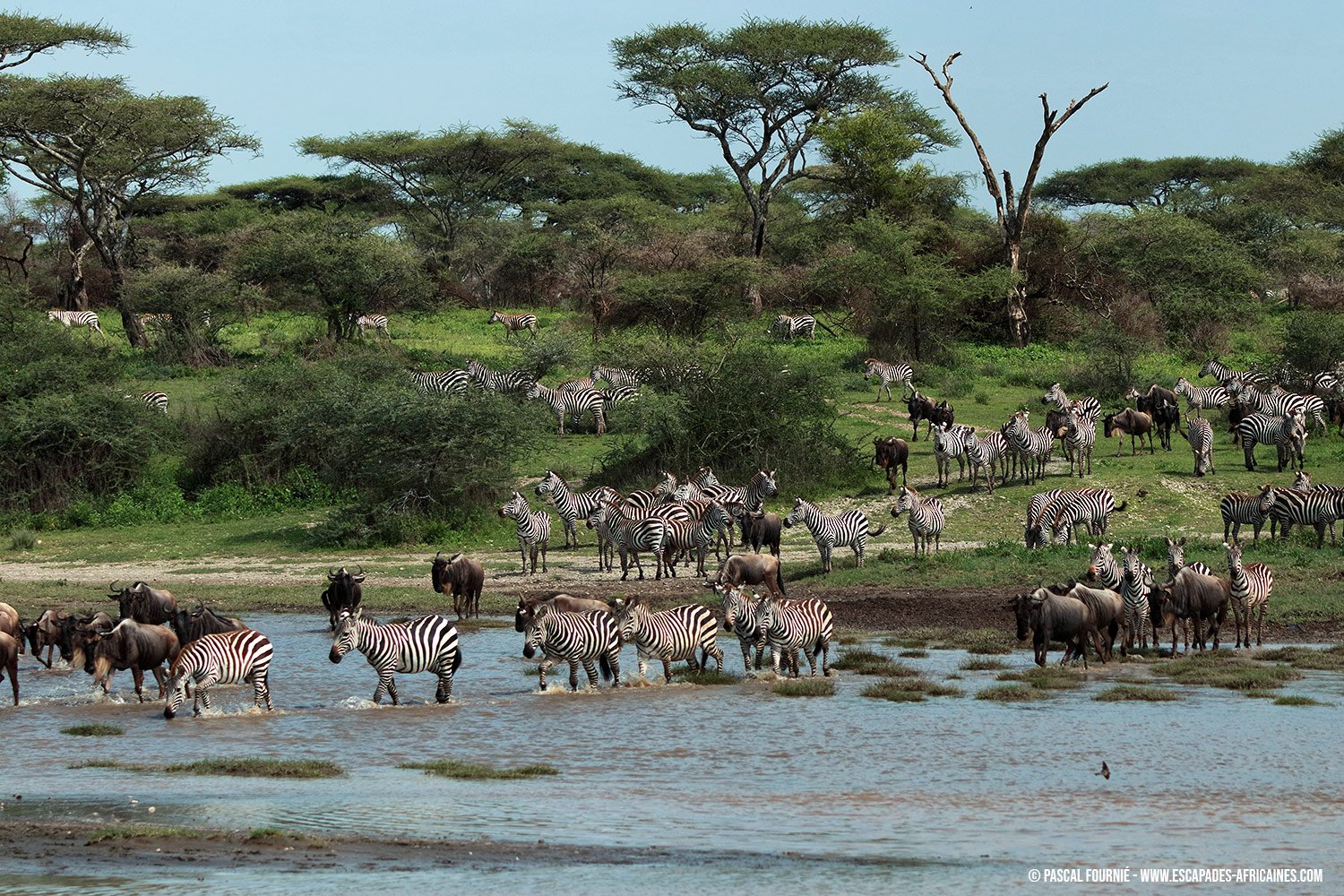 Safari Serengeti-Ndutu Migration - Ndutu - Zèbres et gnous traversent rivière à Ndutu