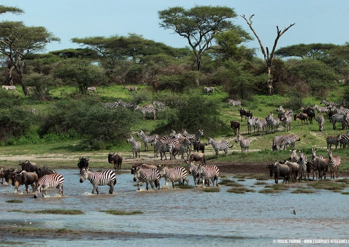 Safari Serengeti-Ndutu Migration - Ndutu - Zèbres et gnous traversent rivière à Ndutu