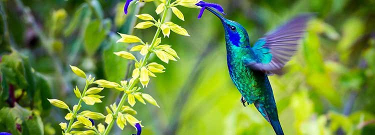 Les 3 éléments : jungle, volcan, océans. - Parc national de Tortuguero - Parc National de Tortuguero