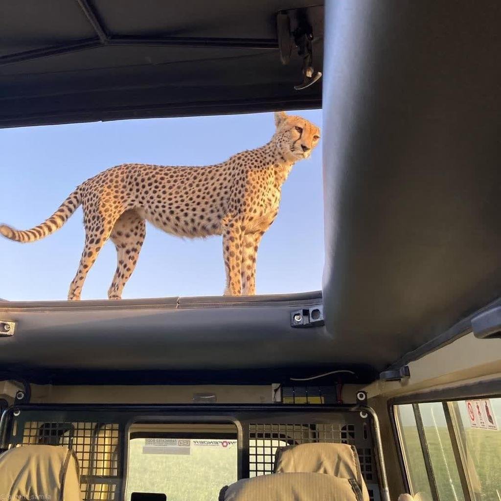 8-Day Safari & Beach Getaway in Tanzania - Full Day in Serengeti - Photo of the day