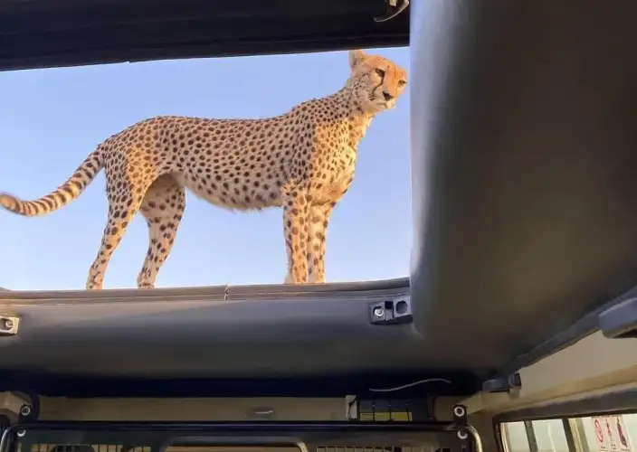 8-tägige Safari- und Strandreise in Tansania - Ganzer Tag im Serengeti - Photo du jour