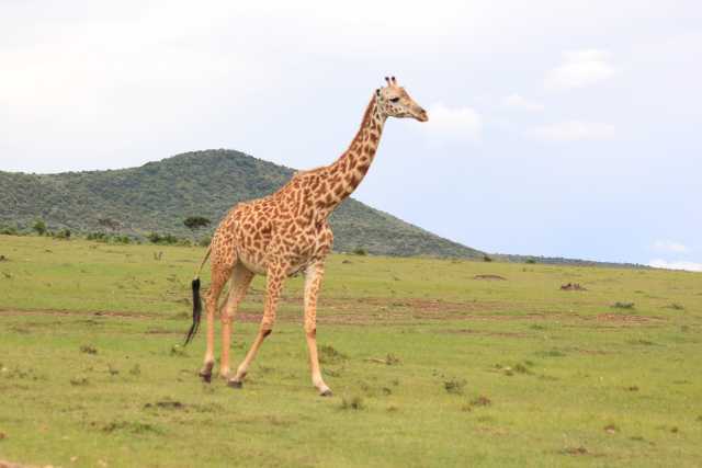 5-Day Mid-Range Kenya Safari