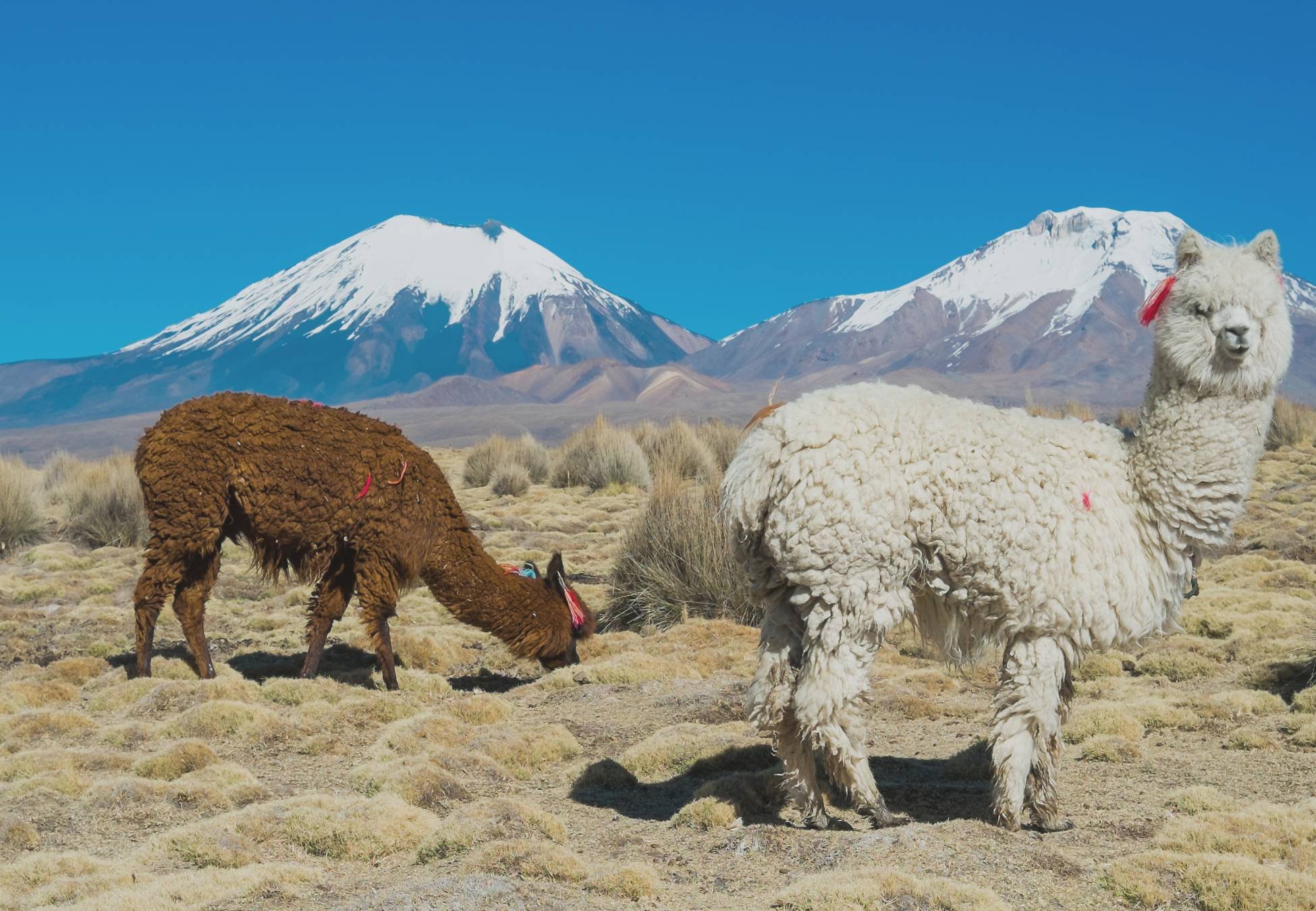 Leef mijn leven als Andin: alles is mogelijk, niets is zeker. - Yampupata - Kasani - Santiago de Okola - Yampupata- Kasani- Santiago de Okola