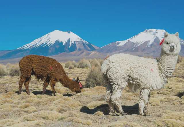 Vive mi vida de andino: todo es posible, nada es seguro.