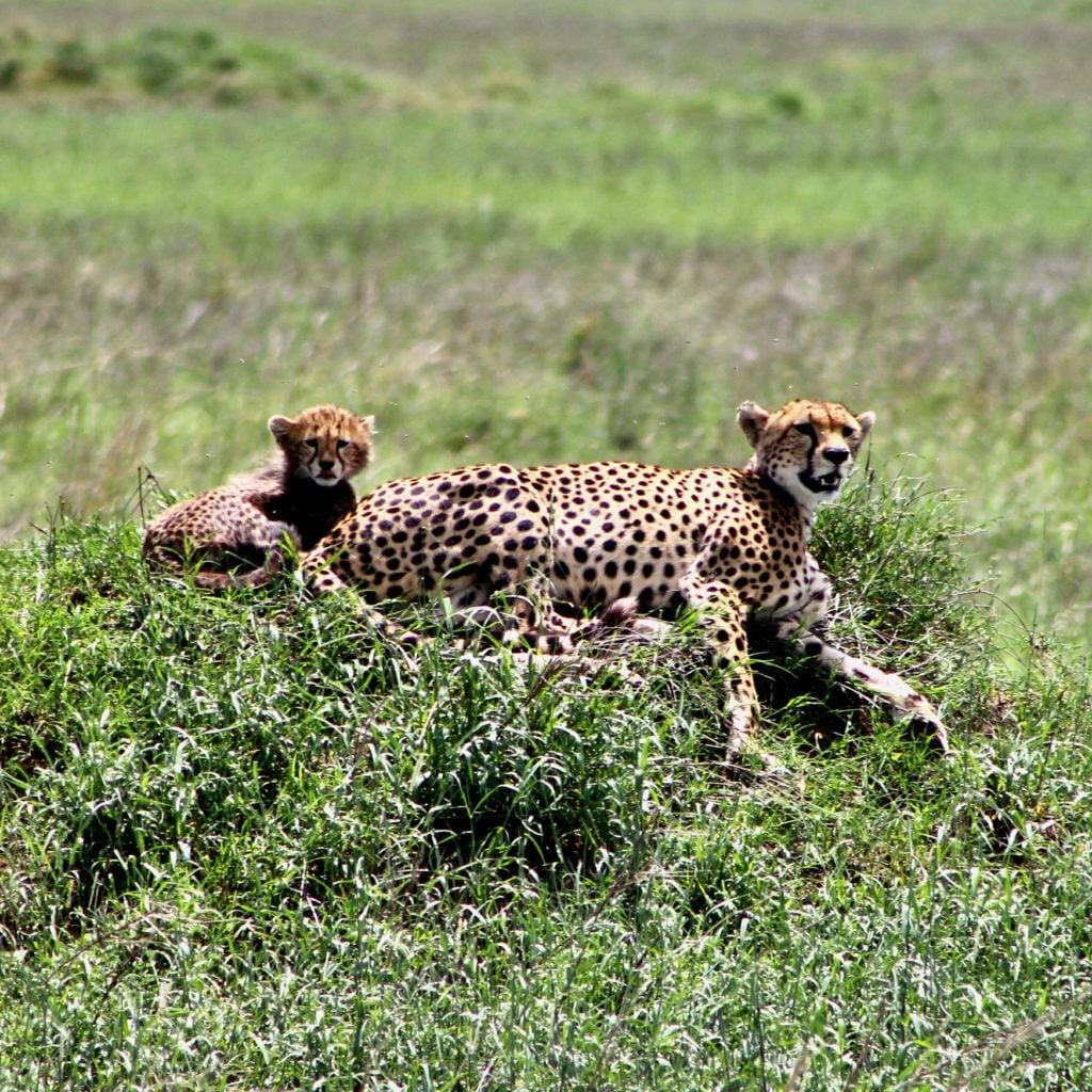 15-Day Northern Tanzania Wildlife Safari & Cultural Tour with Zanzibar Extension (Mid-Range) - Drive to Serengeti National Park. - 8e44ebde7f88840a8d64f5f6df25bc8e