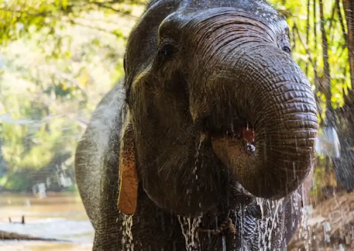 The must-sees from Bangkok to Chiang Mai - Encounter with the elephants - Photo of the day
