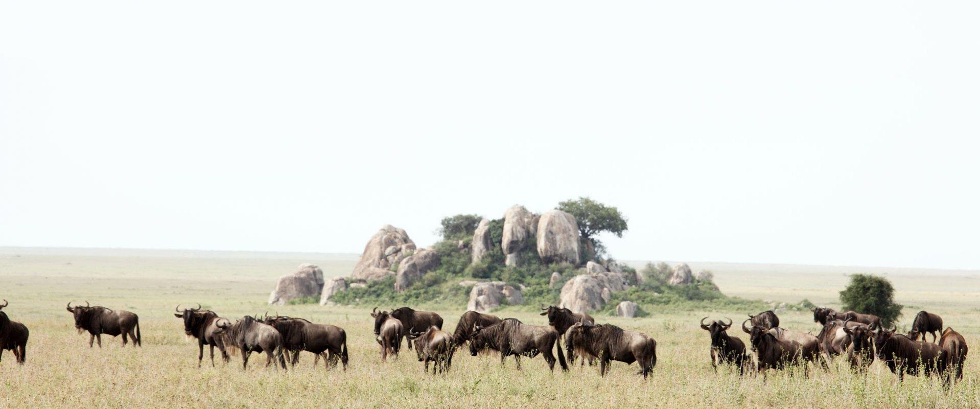 7-Day Wildebeest Migration: Western Corridor, Serengeti - Western Serengeti National Park - 047eb85a4dbb3496af02a37692d01af0