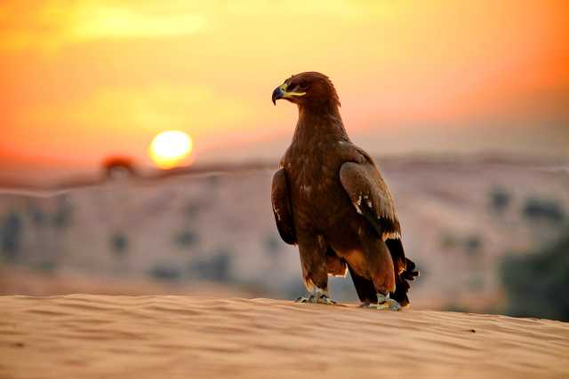 Dubaï Étincelant : Forfait de 8 Jours UAE Tour