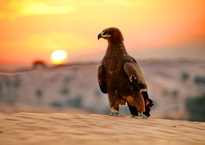 Sparkling Dubai: 8-Day UAE Tour Package - From Abu Dhabi to Dubai International Airport - Departure - D'Abu Dhabi à l'aéroport international de Dubaï - Départ