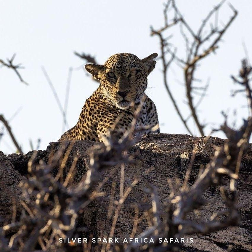 11-Day Serengeti, Maasai Mara, Tarangire, Amboseli Park - Nairobi City - Maasai Mara National Reserve - 4bc0fa950cb6d4bbc3d3735c997c4378