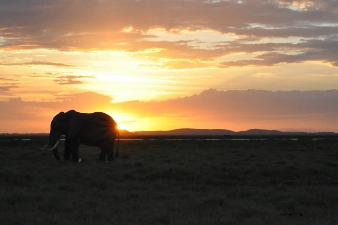 Kenya Swahili Heritage, Mombasa and Amboseli Safari - Nairobi to Amboseli National Park - Photo of the day
