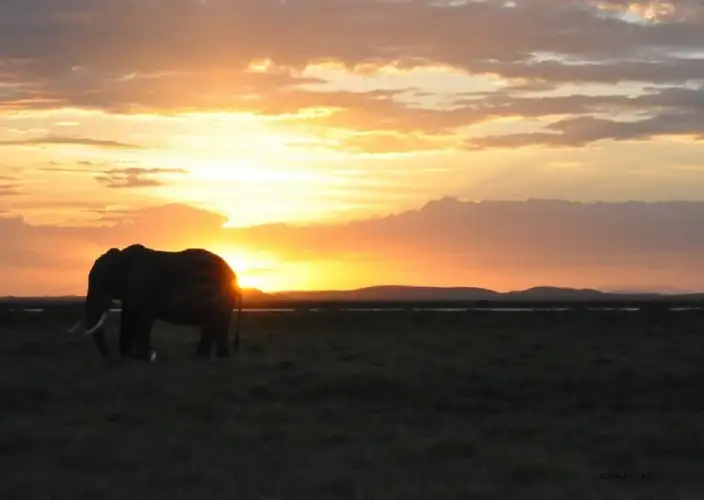 Kenya Swahili Heritage, Mombasa and Amboseli Safari - Nairobi to Amboseli National Park - Photo of the day