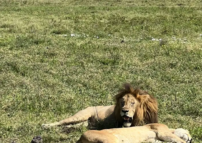 The Signature Luxury Safari Experience - Ndutu - Photo of the day