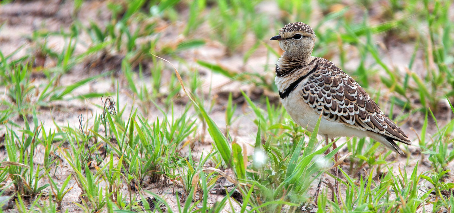 Birdwatching safari - Tarangire National Park - Courvite à double collier