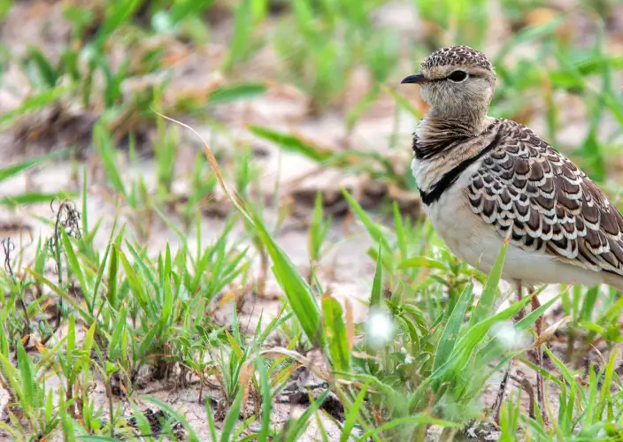 Safari de observación de aves - Parque nacional de Tarangire - Courvite à double collier