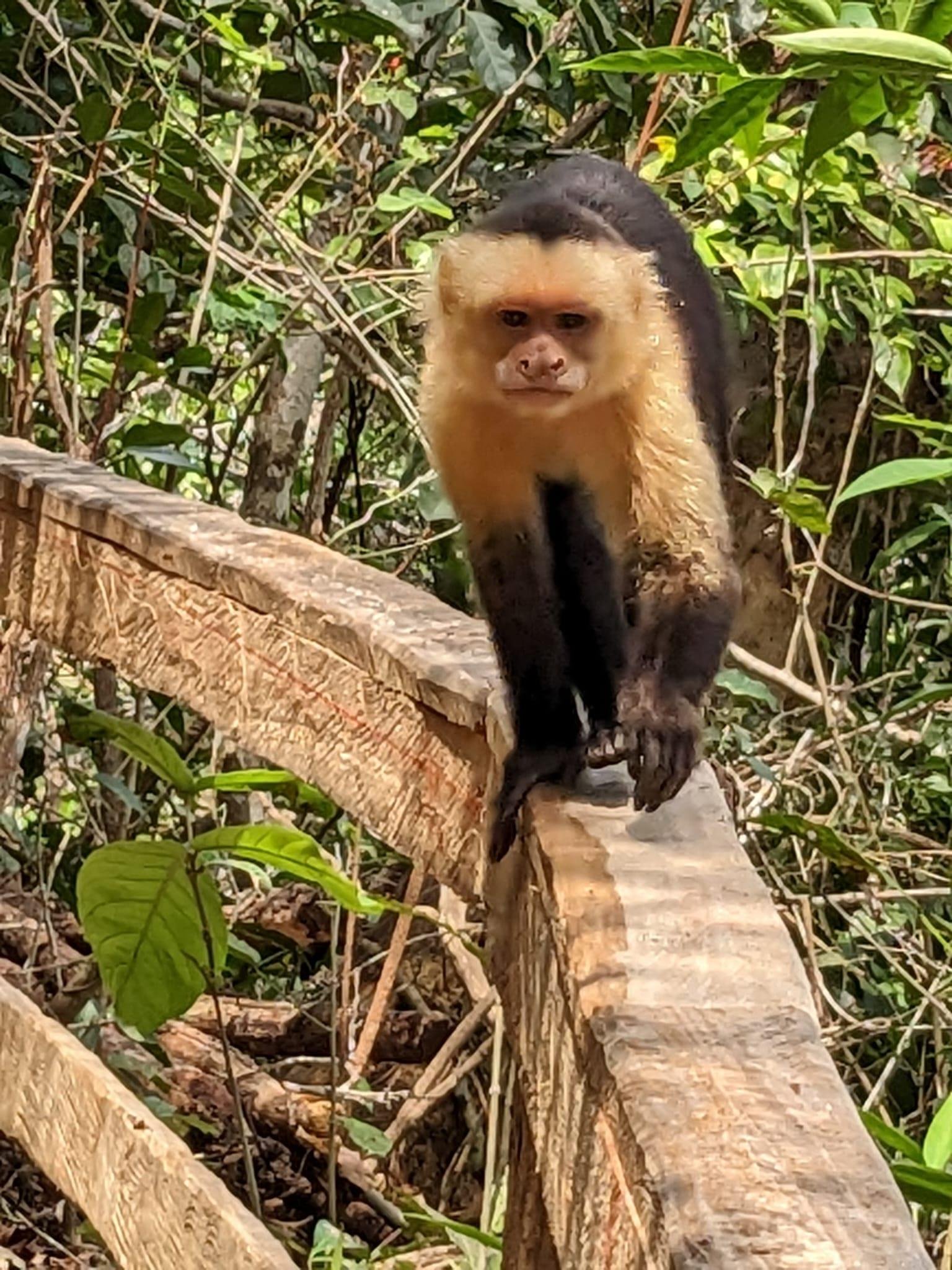 Von der Karibikküste bis zum Pazifik von Costa Rica. - Strände und Entdeckungen - Plages et découvertes