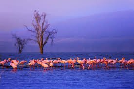Esencia de Kenia Safari - Lago Nakuru – Safaris y observación de aves - Foto del día