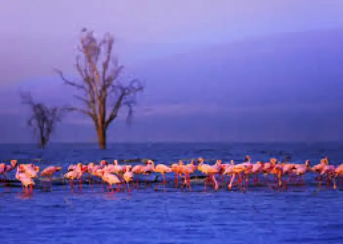 Esencia de Kenia Safari - Lago Nakuru – Safaris y observación de aves - Foto del día