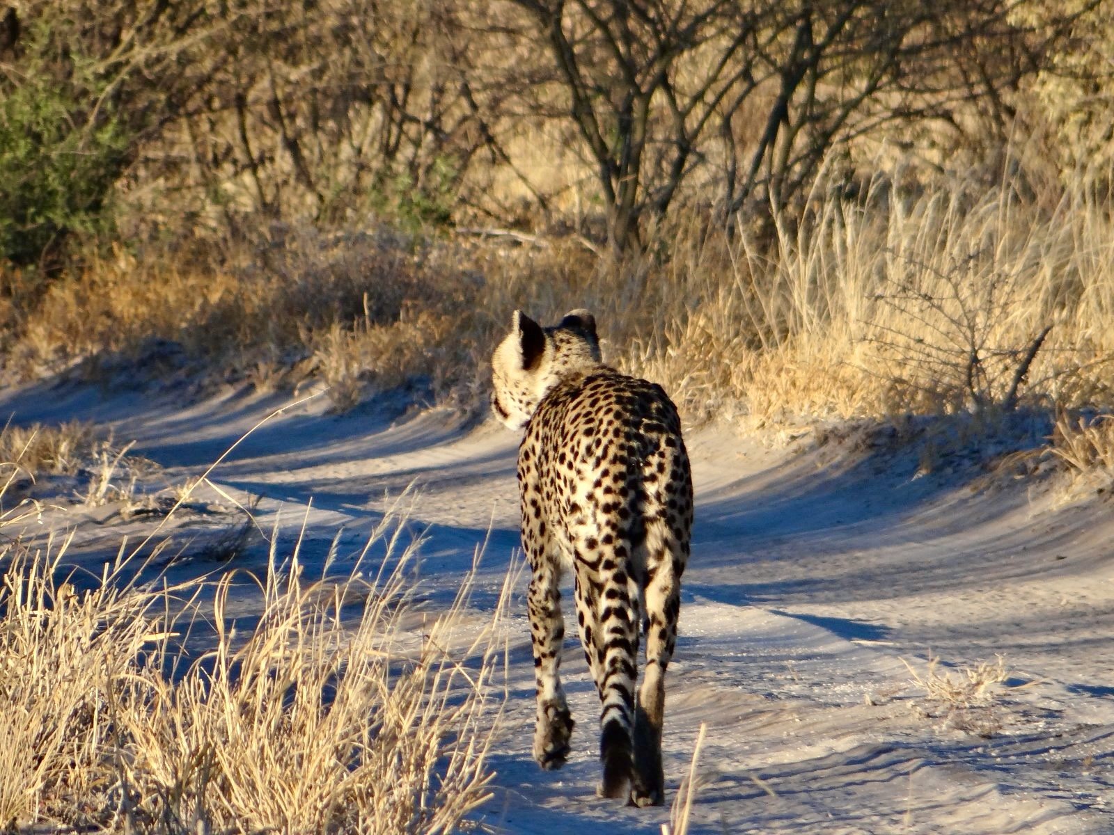 Botsuana visto desde el cielo - null - Foto del día