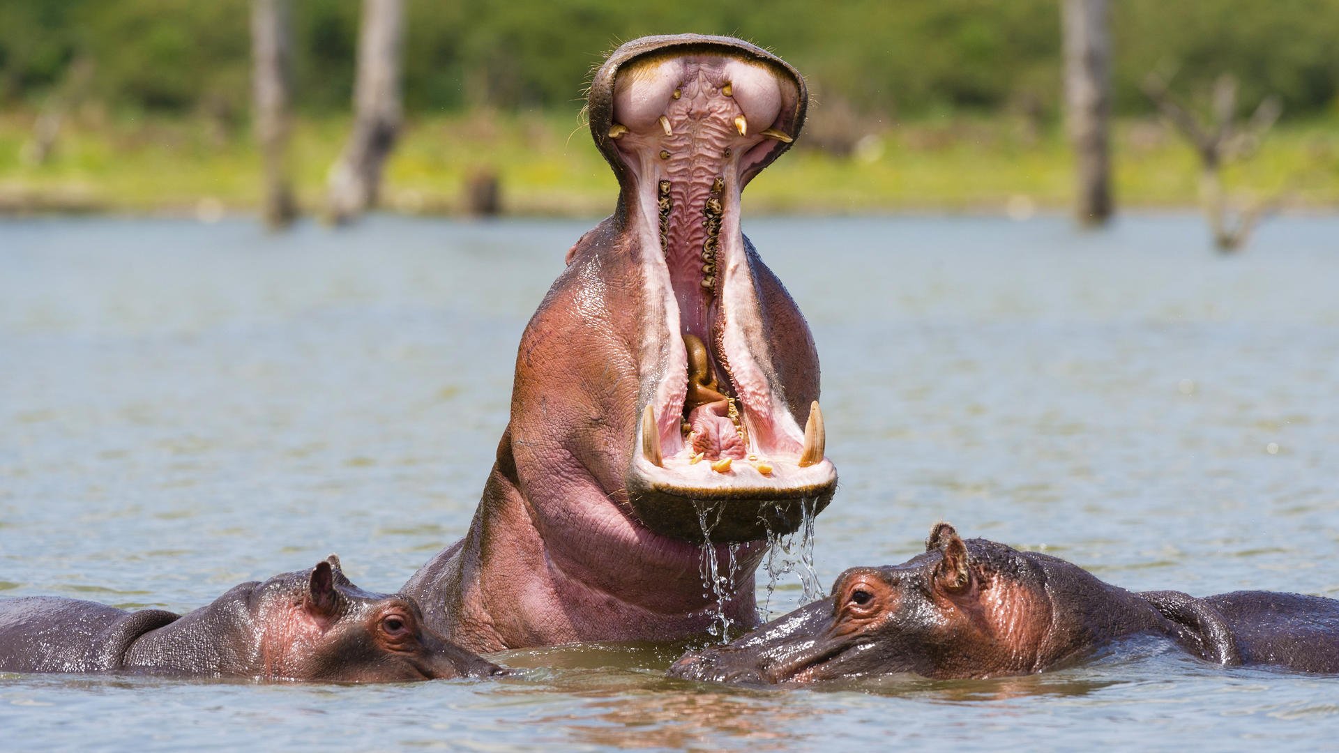 Classic 8-day safari in Kenya - Maasai Mara - Lake Naivasha - Foto del giorno