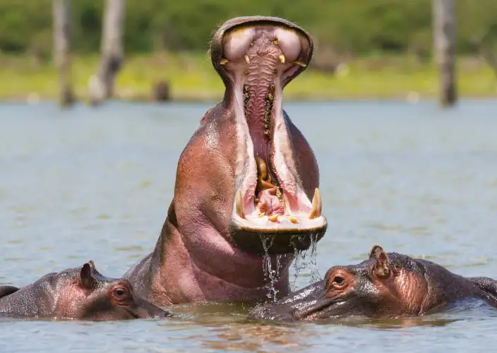 Classic 8-day safari in Kenya - Maasai Mara - Lake Naivasha - Foto del giorno