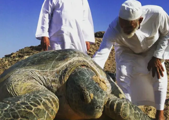 Escape para Omã - Aventurar-se pelas Majestosas Montanhas, Deserto e Mar de Omã - WAHIBA SANDS – CONSTRUÇÃO BEDUÍNA-SUR-DHOW – RAS AL JINZ - TARTARUGA - Foto do dia