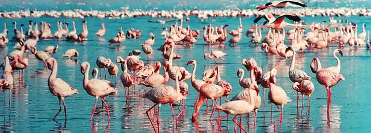 1 semaine au cœur des parcs nationaux du Kenya - Exploration des rives du parc national du lac Nakuru. - Exploration des rives du parc national du lac Nakuru