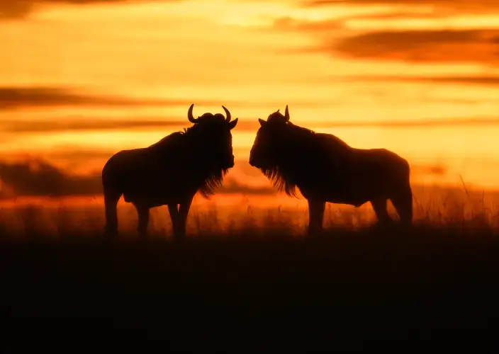 Classic 8-day safari in Kenya - Maasai Mara - Maasai Mara