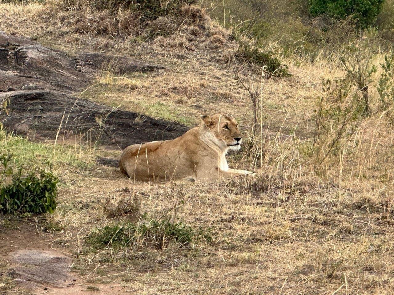 7 Giorni: Città di Nairobi, Lago Naivasha, Monte Longonot, Lago Elementaita, Parco Nazionale di Amboseli - Parco Nazionale di Amboseli – Trasferimento di ritorno a Nairobi - 6765fb698cd5cb7e4873c31b02dbee92