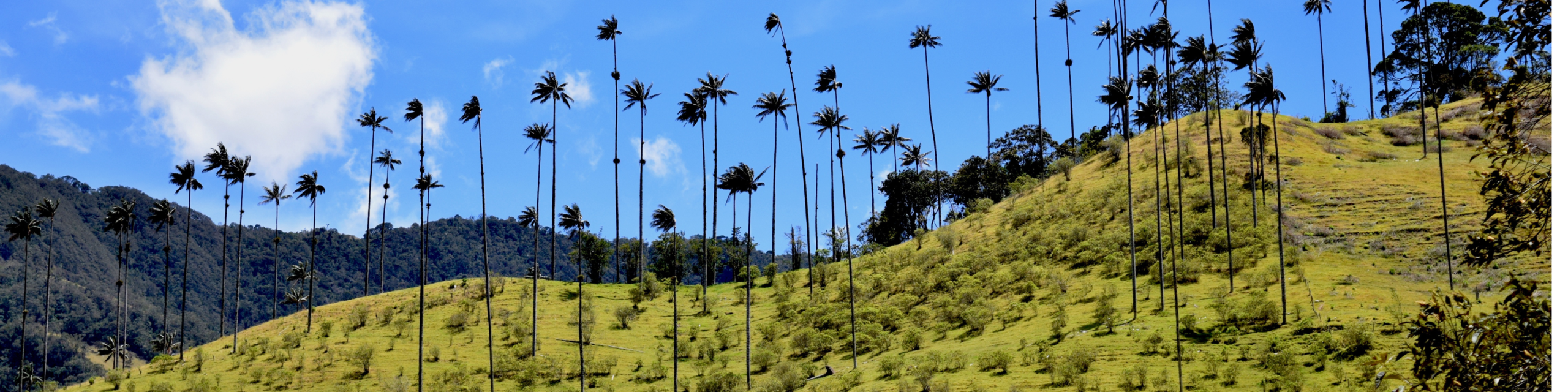 As maravilhas da Colômbia esperam por você - Explore o Vale do Cocora e Salento, uma aventura entre palmeiras de cera e cultura do café - Foto do dia