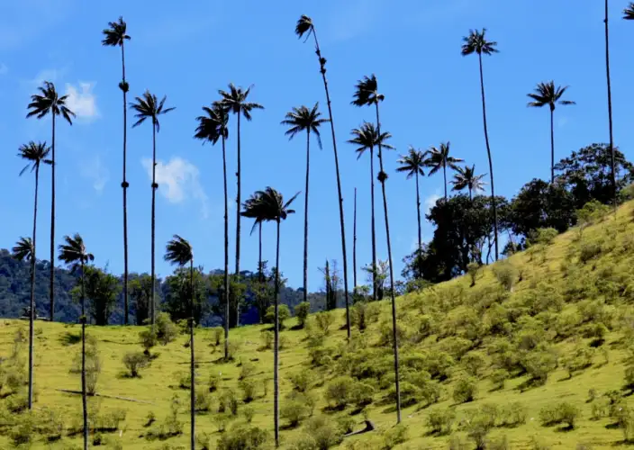 Die Wunder Kolumbiens erwarten Sie - Erkunde das Cocora-Tal und Salento, ein Abenteuer zwischen Wachspalmen und Kaffeekultur - Tagesfoto