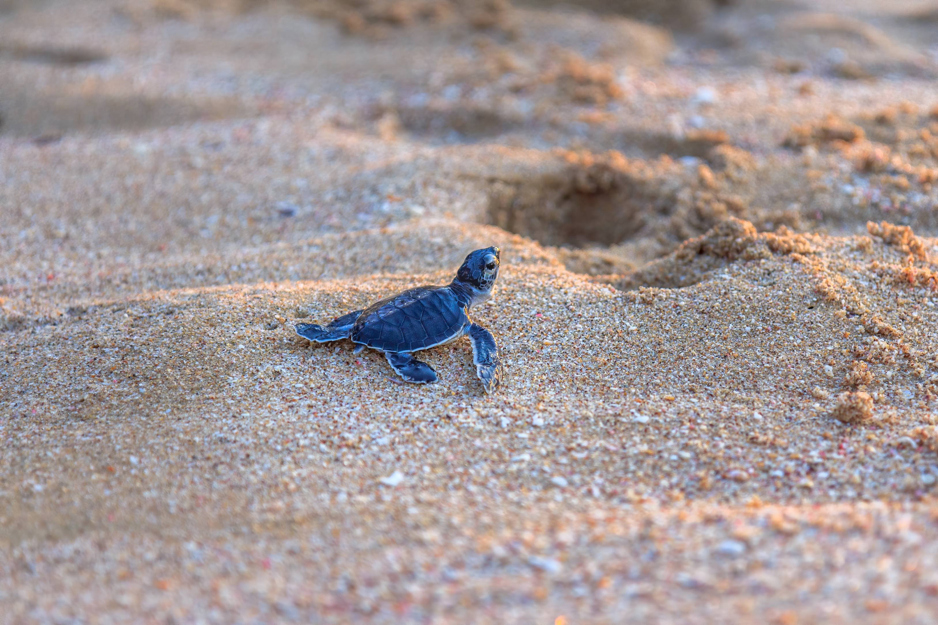 Oman, terre de contrastes - Masirah Island Ras Al Hadd : 331 km - Masirah Island Ras Al Hadd : 331 km