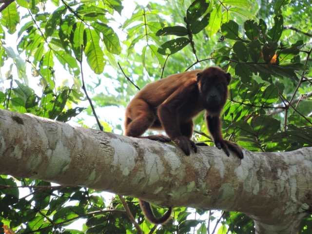 Aventura en la Amazonía de Bolivia (ATCH 3000)