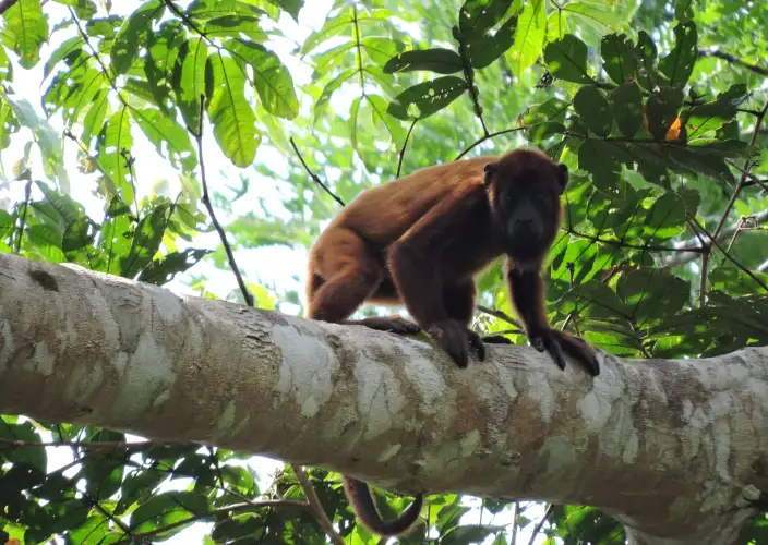 Aventura en la Amazonía de Bolivia (ATCH 3000) - Chalalán Ecolodge - Parque Nacional Madidi - Tagesfoto