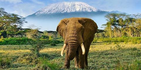 Safari de lujo en avión por Kenia - Vuela al Parque Nacional de Amboseli – Majestuosas vistas de la montaña - Foto del día