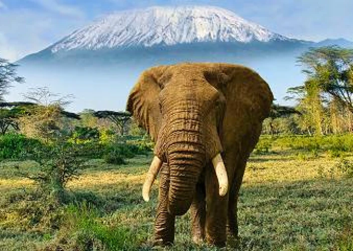 Luxury Flying Safari Across Kenya - Fly to Amboseli National Park – Majestic Mountain Views - Photo of the day