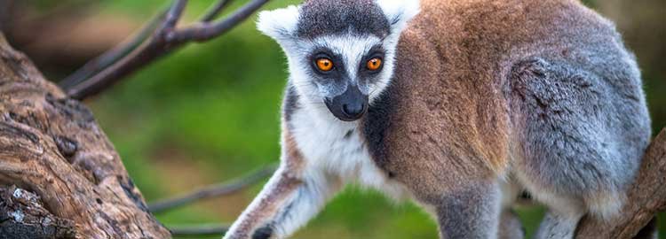 Des volcans des Hautes Terres au canal des Pangalanes - Plein ouest, vers la région Itasy - Plein Ouest, vers la région Itasy