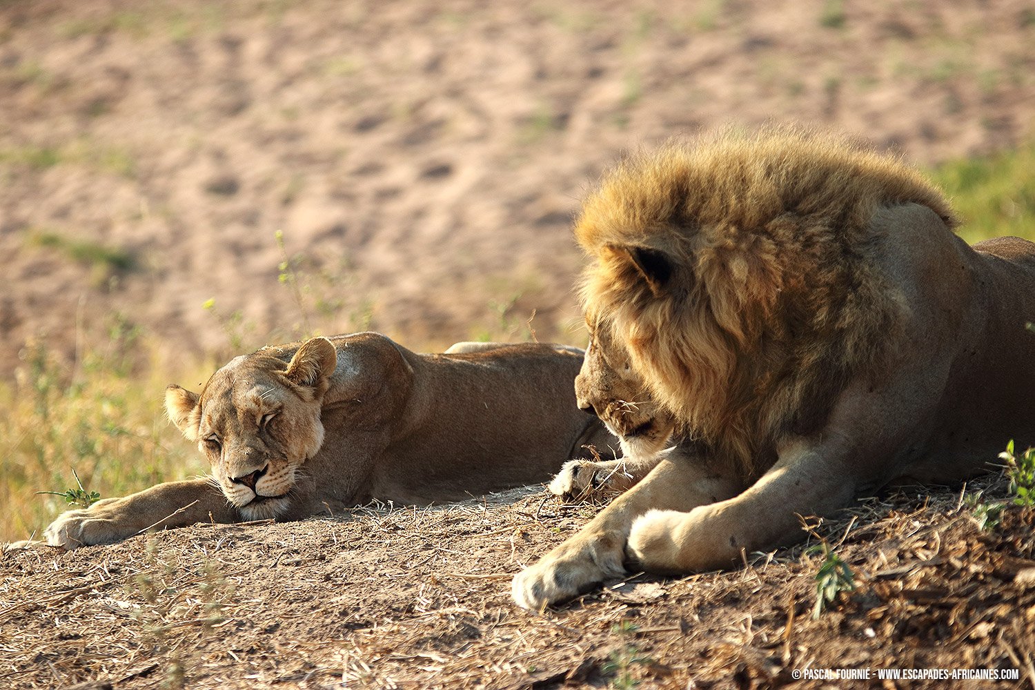 Safari en tierras olvidadas - Iringa - Parque Nacional de Ruaha - Lionne et lion à Ruaha